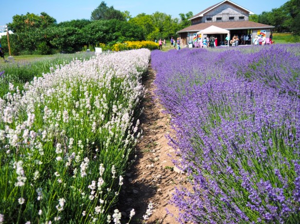 Visiting Prince Edward County Lavender Festival