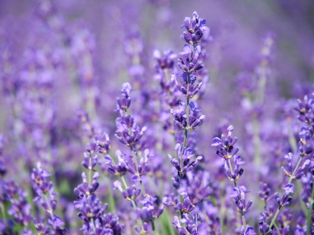 Visiting Prince Edward County Lavender Festival