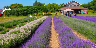 Visiting Prince Edward County Lavender Festival