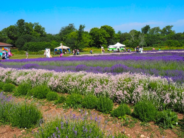 Visiting Prince Edward County Lavender Festival