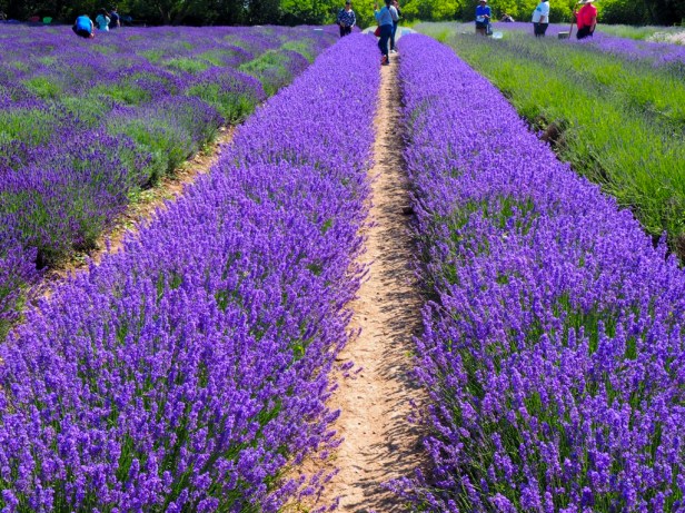Visiting Prince Edward County Lavender Festival