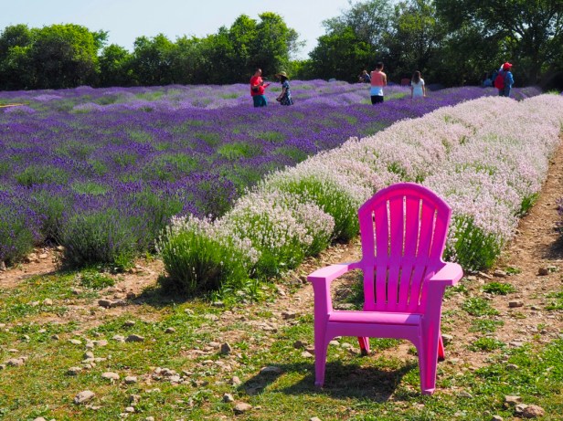 Visiting Prince Edward County Lavender Festival