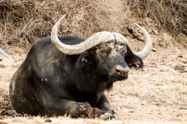 Essential guidelines for ethical wildlife travel