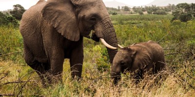 Essential guidelines for ethical wildlife travel