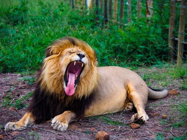 Essential guidelines for ethical wildlife travel