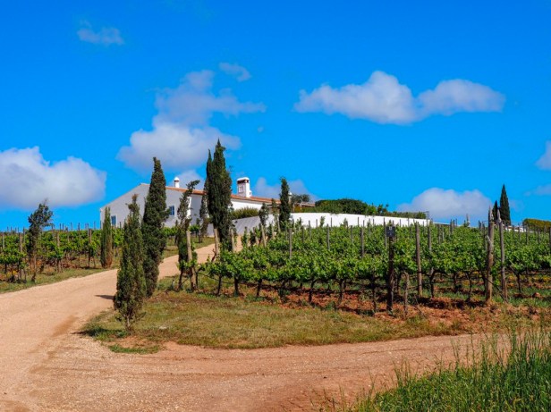 8 essential things to know before visiting a European wine region