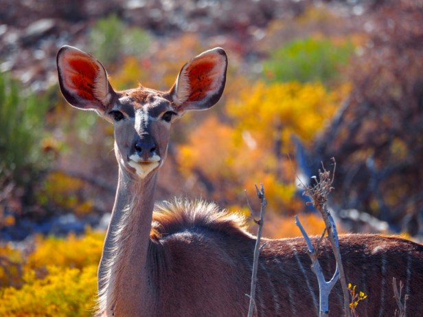 Essential guidelines for ethical wildlife travel