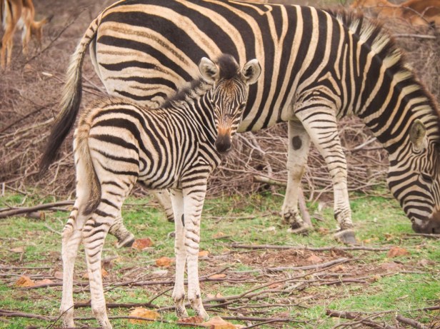 Essential guidelines for ethical wildlife travel