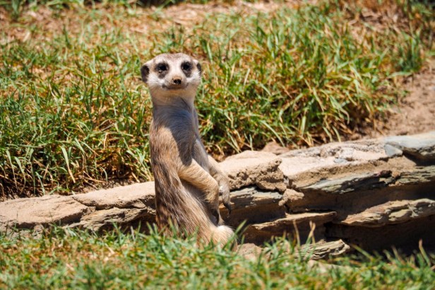 6 awesome reasons why you should visit the Cape Winelands in South Africa