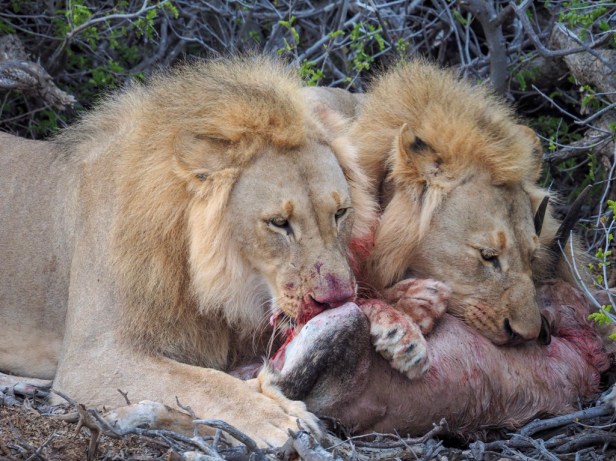 Sanbona Wildlife Reserve