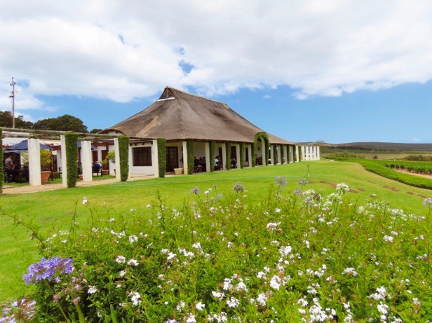 Best things to do in Hermanus beyond whale watching