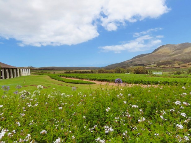 The wine region less travelled: A day in Hemel en Aarde Valley