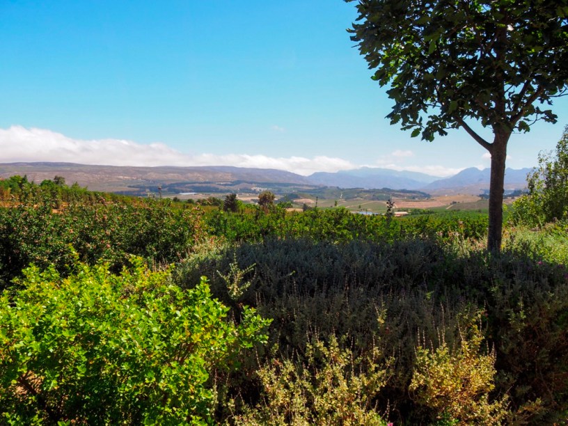 A wine lovers guide to Elgin, South Africa