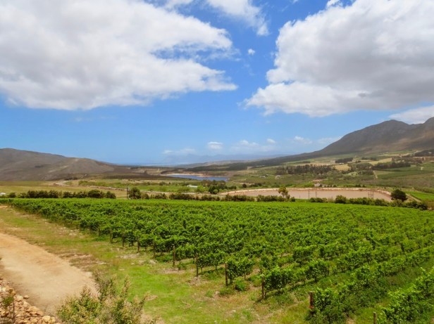 The wine region less travelled: A day in Hemel en Aarde Valley