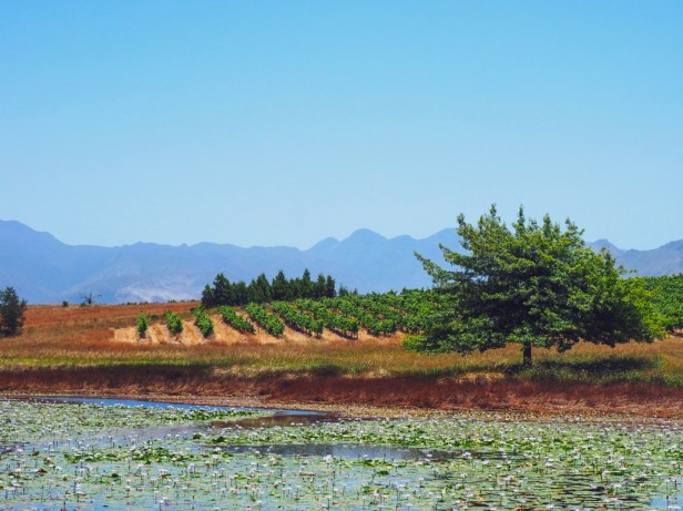 A wine lovers guide to Elgin, South Africa