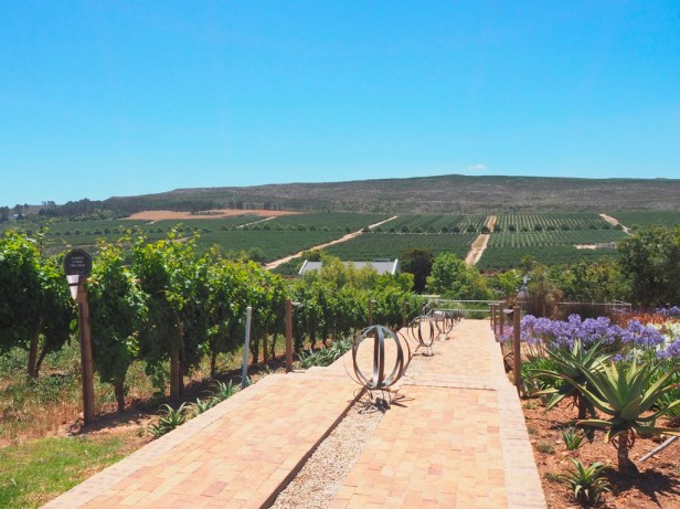 A wine lovers guide to Elgin, South Africa
