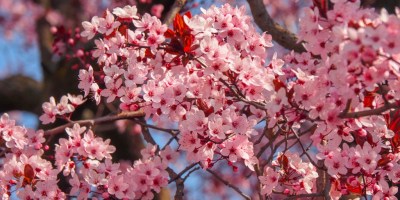 Enjoying spring blossoms in Europe: The best places and times to visit