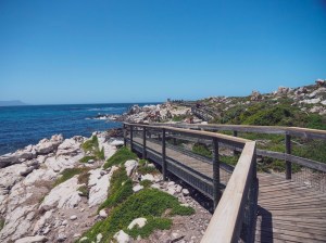 Eight cool things to do in Elgin Valley, South Africa – Carrots and Tigers