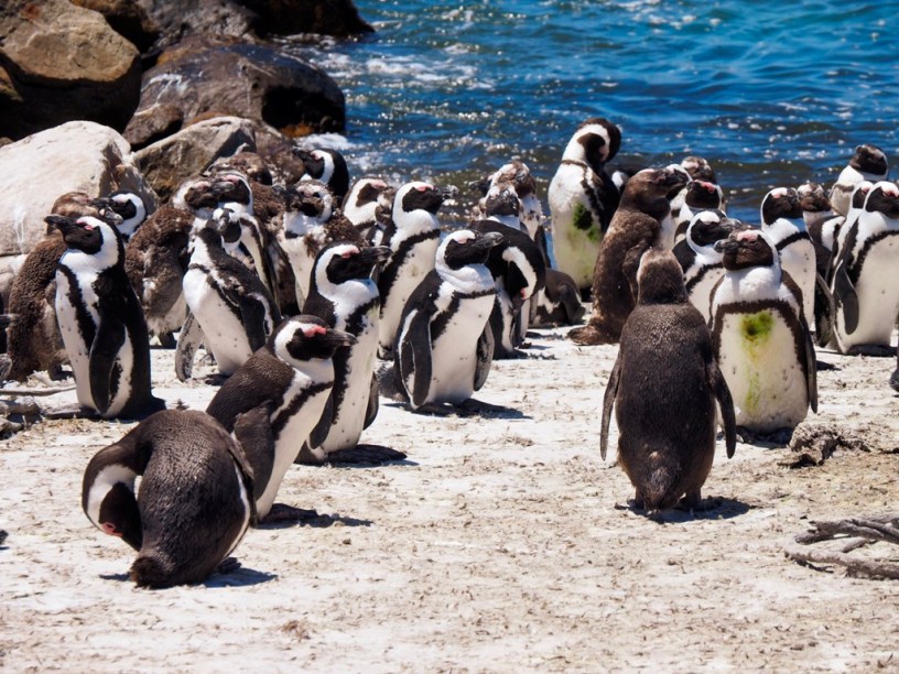 Eight cool things to do in Elgin Valley, South Africa