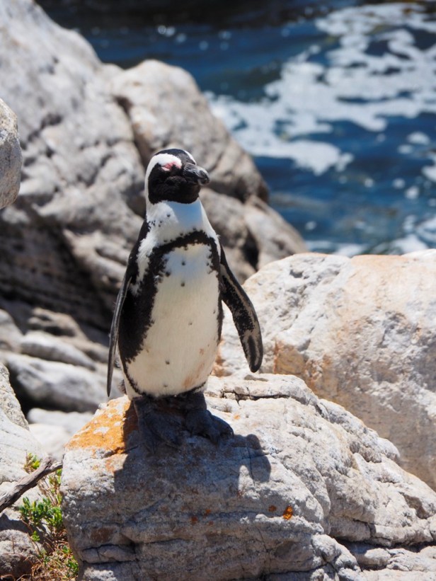 Eight cool things to do in Elgin Valley, South Africa