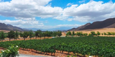 Exploring the Worcester Wine and Olive Route in the breathtaking Breede River Valley