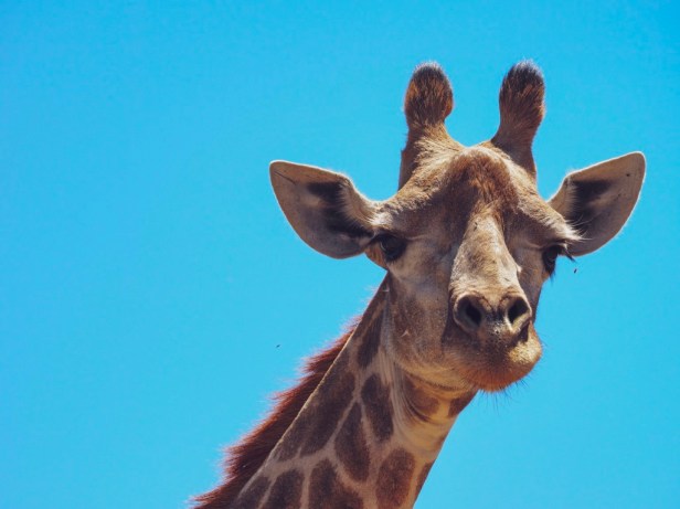 Wine and wildlife at Villiera Wines - A rather unusual Cape Winelands experience