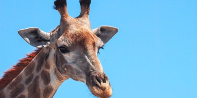 Wine and wildlife at Villiera Wines - A rather unusual Cape Winelands experience