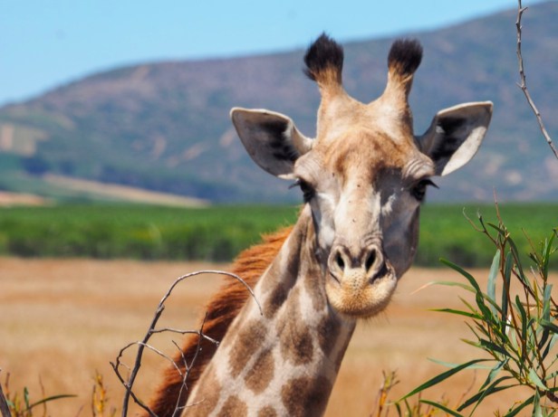 Wine and wildlife at Villiera Wines - A rather unusual Cape Winelands experience