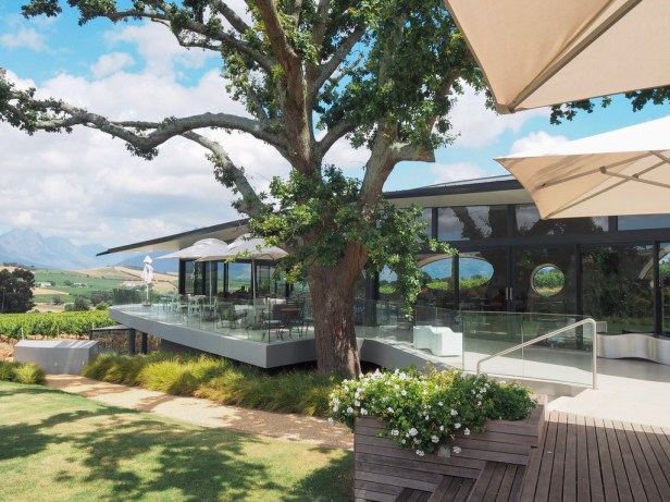 Discovering Louisvale Wines in Stellenbosch