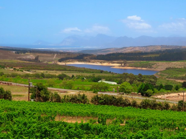 Newton Johnson Wines