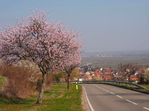 Pfalz wineregion, Germany