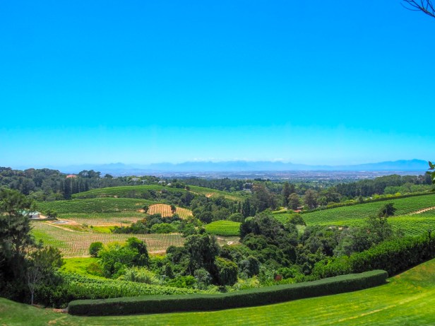 Sauvignon Blanc Wine Route in Constantia: The first varietal specific wine route in the world has launched