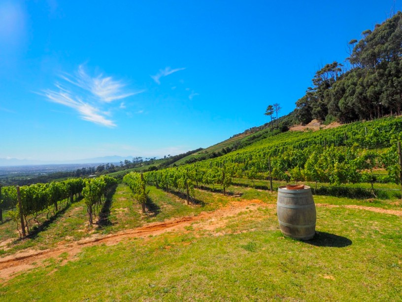 Sauvignon Blanc Wine Route in Constantia: The first varietal specific wine route in the world has launched