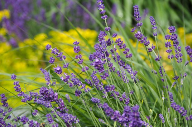 Making Lavender Madeleines … because peak lavender season