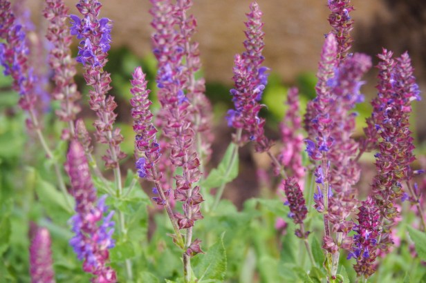 Making Lavender Madeleines … because peak lavender season