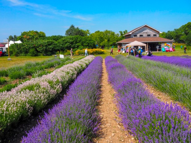 Making Lavender Madeleines … because peak lavender season