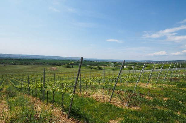 Riesling Giant Schloss Johannisberg Leans Into The Craft Gin Scene With Its Own Small Batch Schloss Gin