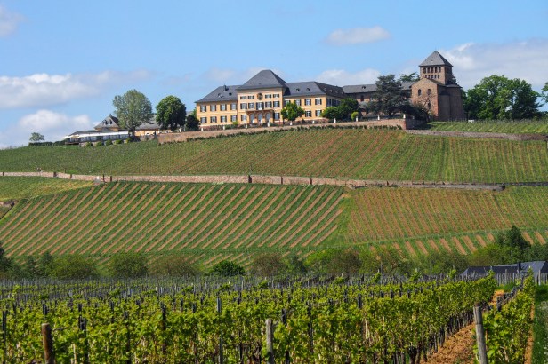 Riesling Giant Schloss Johannisberg Leans Into The Craft Gin Scene With Its Own Small Batch Schloss Gin