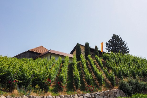 Five Exciting Durbach Wineries Worth To Travel For
