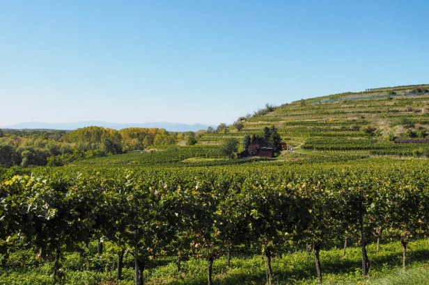 Get To Know Kaiserstuhl Wine Region, Germany’s Burgundy Hotspot