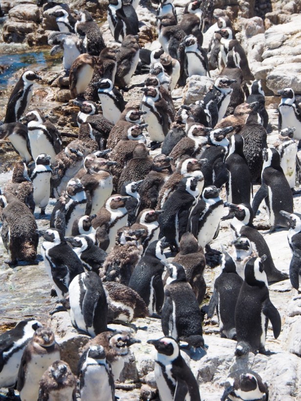 South Africa: Where To See Penguins In The Wild