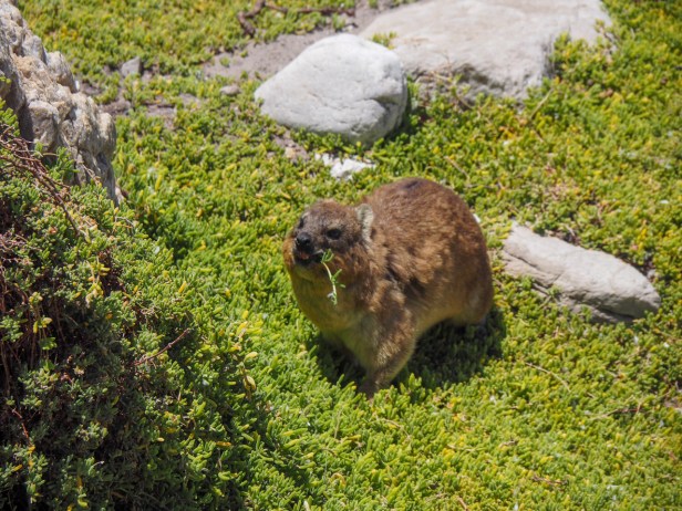 South Africa: Where To See Penguins In The Wild