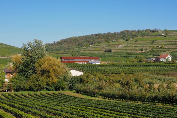 Wines With A Sense Of Place: Weingut Abril