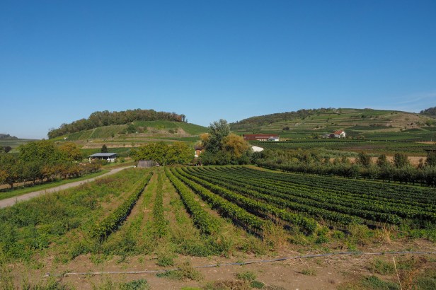 Wines With A Sense Of Place: Weingut Abril