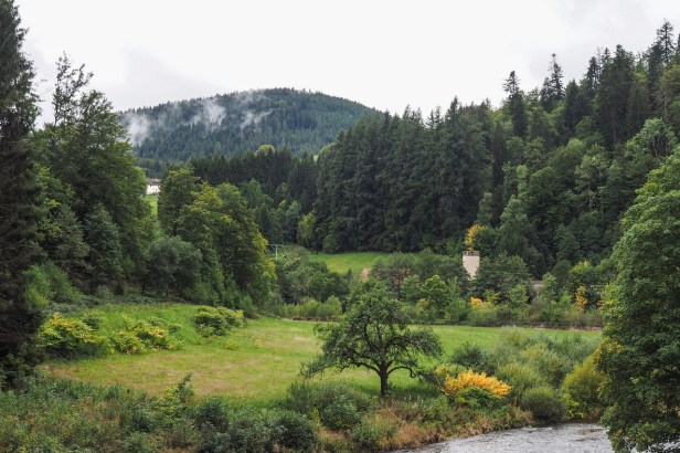 Review: Needle Blackforest Dry Gin