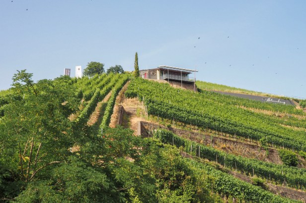 Here are the best Wine Festivals to visit in Germany