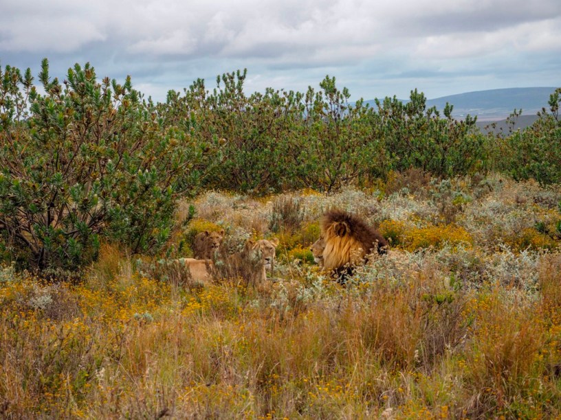 What to pack for a wildlife safari