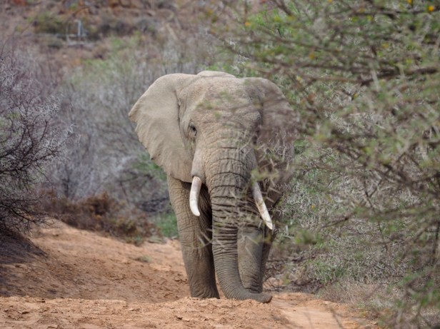 What to pack for a wildlife safari