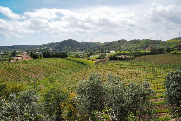 Get to know the largely undiscovered Algarve Wine Region