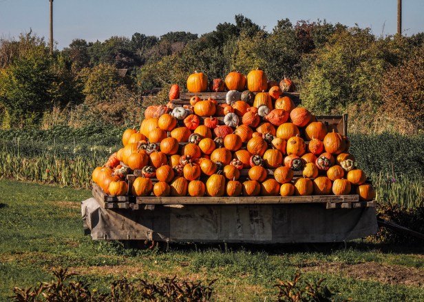 Best European Harvest Food Festivals To Visit This Autumn